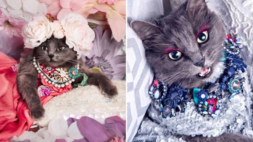 This-Is-The-Most-Ridiculously-Fashionable-Feline-Ever