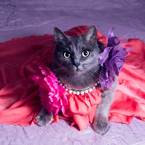pitzush-glamour-pussycat-1